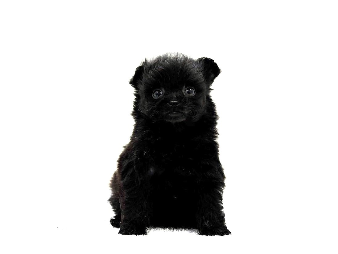 東京都のポメプー(ポメラニアン×プードル) (かねだい本町田店/2025年9月21日生まれ/女の子/ブラック)の子犬の4枚目の画像