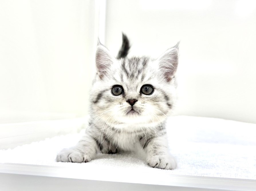 東京都のミヌエット (かねだい本町田店/2025年9月20日生まれ/男の子/シルバータビー)の子猫の1枚目の画像