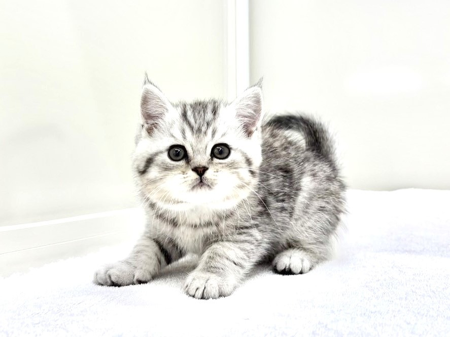 東京都のミヌエット (かねだい本町田店/2025年9月20日生まれ/男の子/シルバータビー)の子猫の2枚目の画像