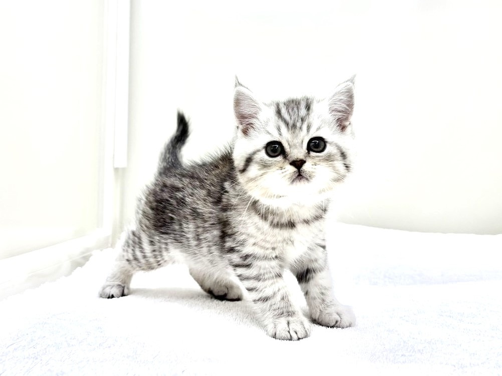 東京都のミヌエット (かねだい本町田店/2025年9月20日生まれ/男の子/シルバータビー)の子猫の3枚目の画像