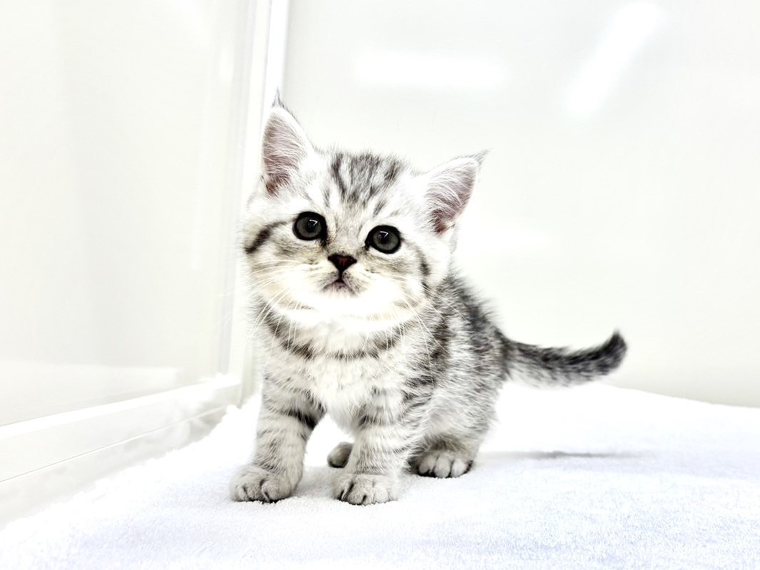 東京都のミヌエット (かねだい本町田店/2025年9月20日生まれ/男の子/シルバータビー)の子猫の4枚目の画像