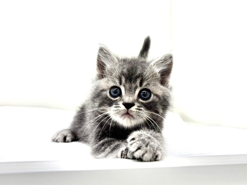 東京都のスコティッシュフォールド (かねだい本町田店/2025年9月20日生まれ/男の子/ブルータビー)の子猫の1枚目の画像