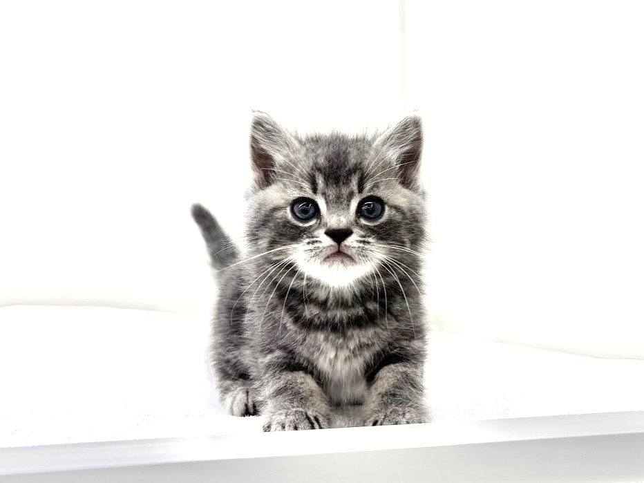 東京都のスコティッシュフォールド (かねだい本町田店/2025年9月20日生まれ/男の子/ブルータビー)の子猫の2枚目の画像