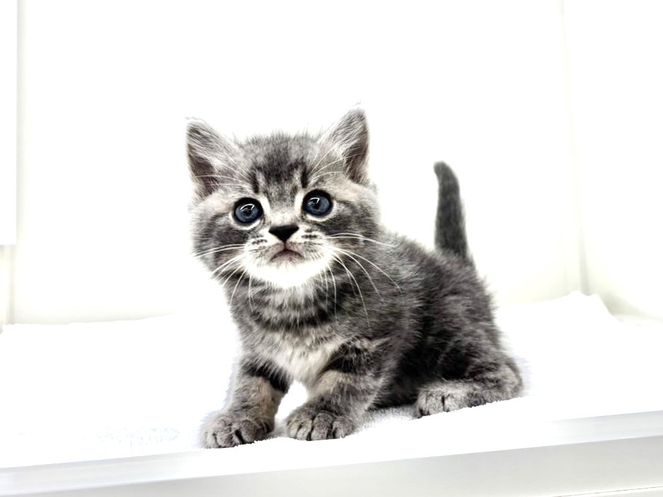 東京都のスコティッシュフォールド (かねだい本町田店/2025年9月20日生まれ/男の子/ブルータビー)の子猫の3枚目の画像