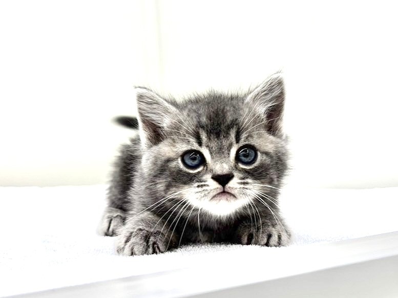 東京都のスコティッシュフォールド (かねだい本町田店/2025年9月20日生まれ/男の子/ブルータビー)の子猫の4枚目の画像