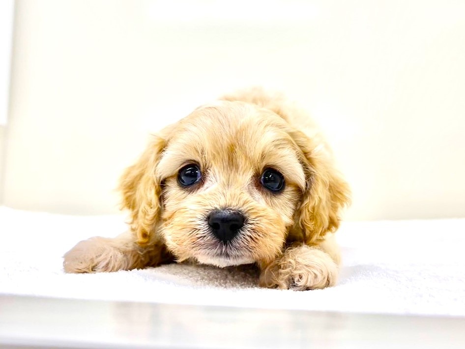 東京都のキャバプー(キャバリア×プードル) (かねだい本町田店/2025年9月21日生まれ/男の子/アプリコットホワイト)の子犬の1枚目の画像