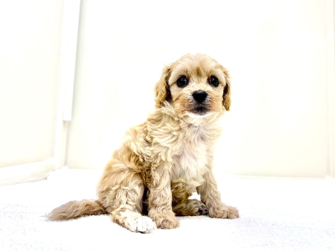 東京都のキャバプー(キャバリア×プードル) (かねだい本町田店/2025年9月21日生まれ/男の子/アプリコットホワイト)の子犬の2枚目の画像