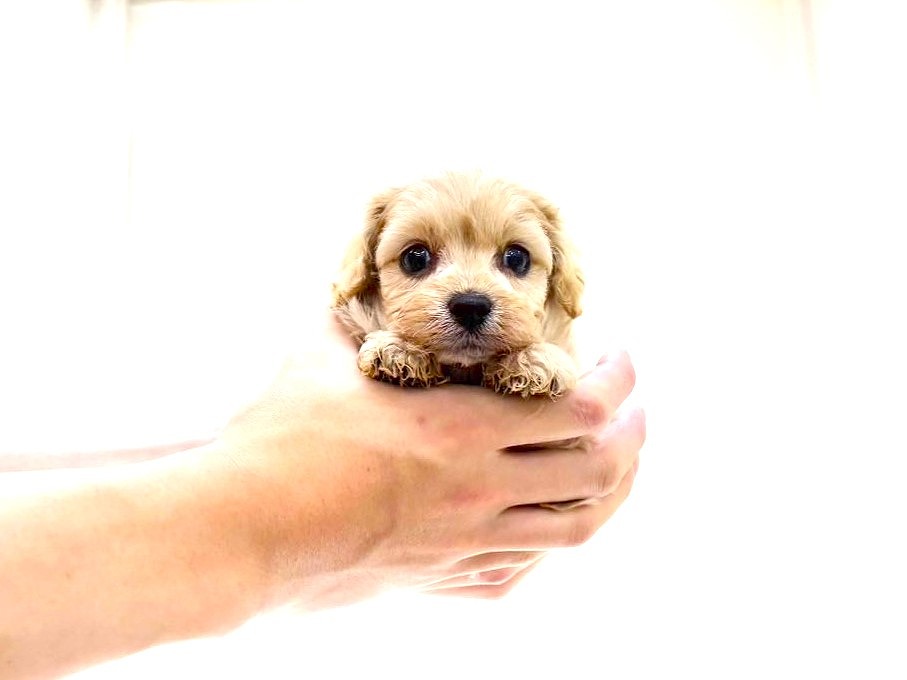 東京都のキャバプー(キャバリア×プードル) (かねだい本町田店/2025年9月21日生まれ/男の子/アプリコットホワイト)の子犬の3枚目の画像