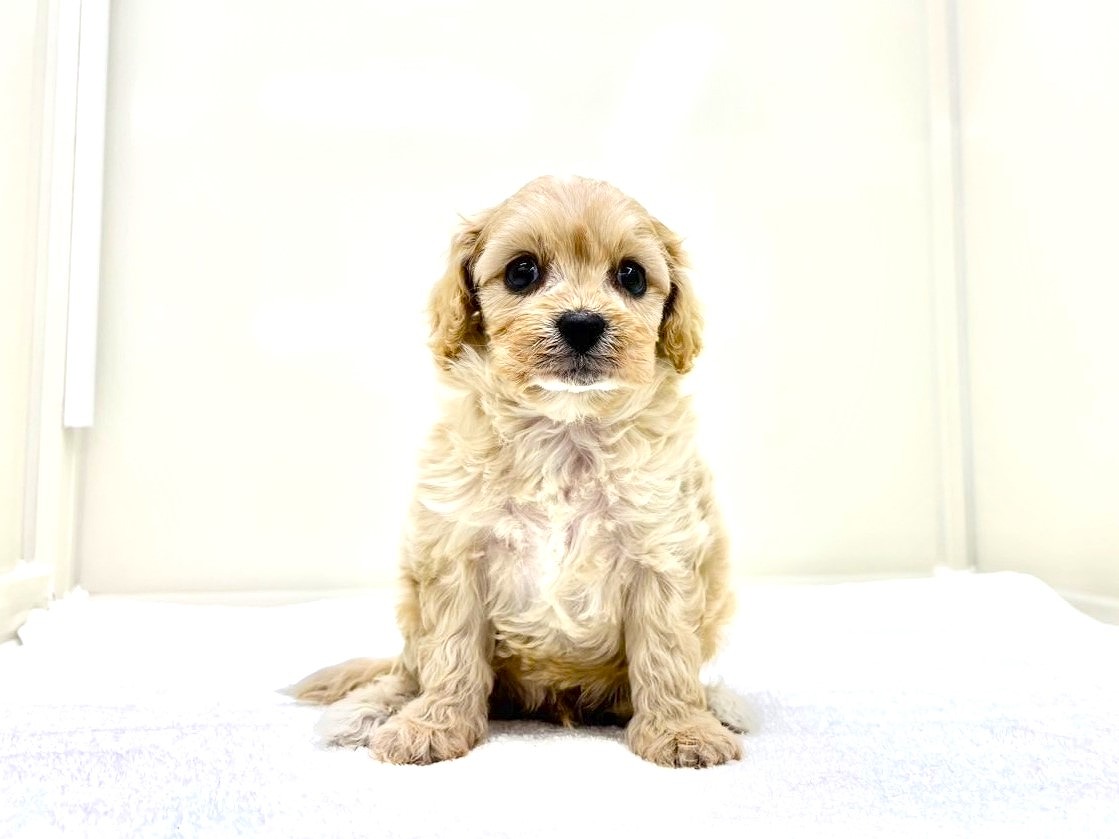 東京都のキャバプー(キャバリア×プードル) (かねだい本町田店/2025年9月21日生まれ/男の子/アプリコットホワイト)の子犬の4枚目の画像