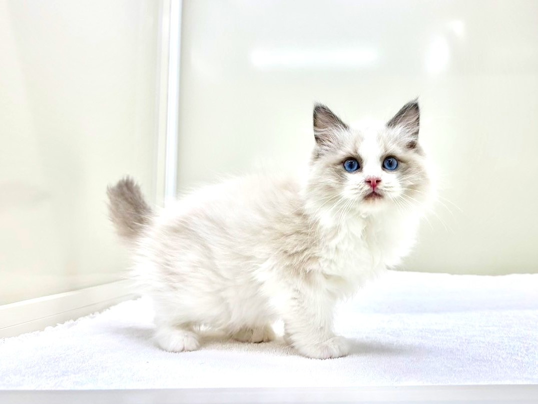 東京都のラグドール (かねだい本町田店/2025年9月20日生まれ/男の子/ブルーポイントバイカラー)の子猫の2枚目の画像