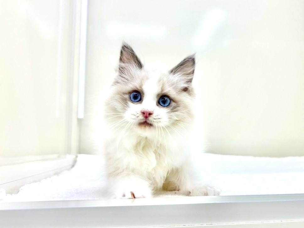 東京都のラグドール (かねだい本町田店/2025年9月20日生まれ/男の子/ブルーポイントバイカラー)の子猫の3枚目の画像