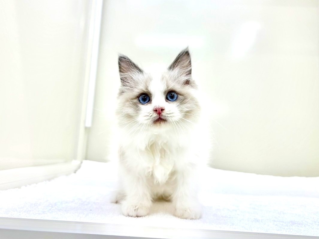 東京都のラグドール (かねだい本町田店/2025年9月20日生まれ/男の子/ブルーポイントバイカラー)の子猫の4枚目の画像