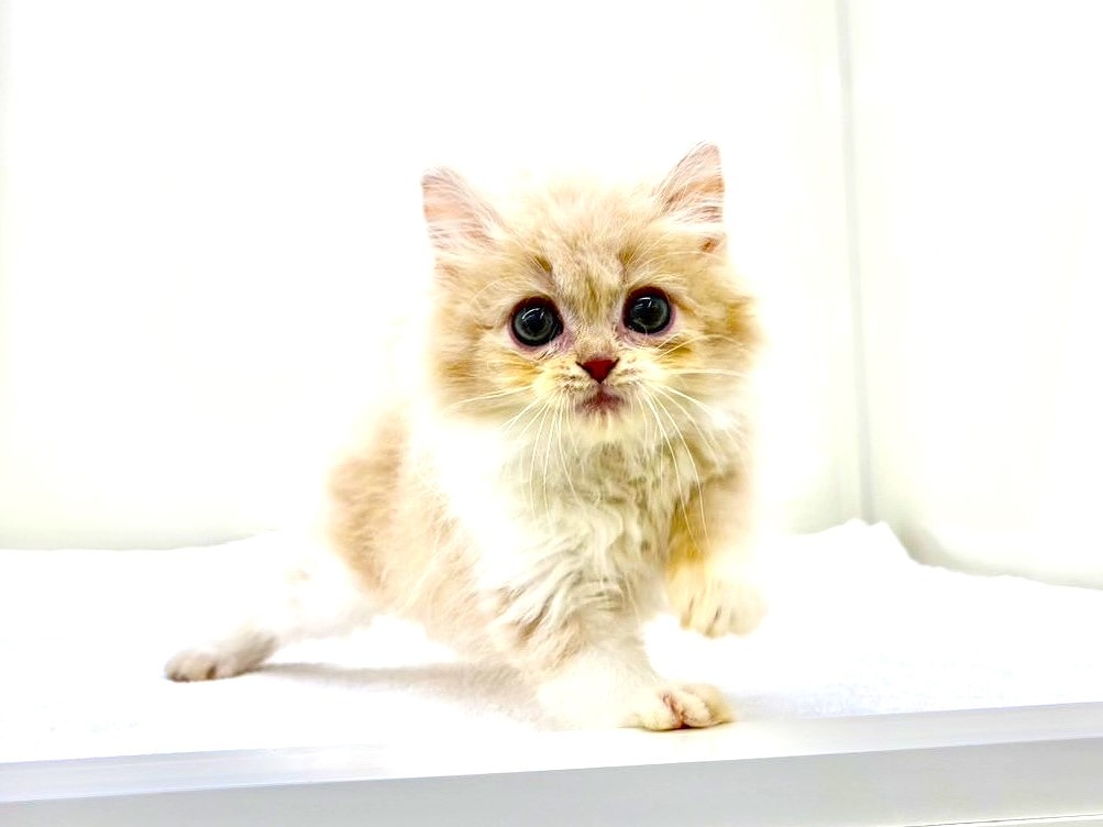 東京都のサイラガ (かねだい本町田店/2025年9月19日生まれ/男の子/クリームホワイト)の子猫の1枚目の画像