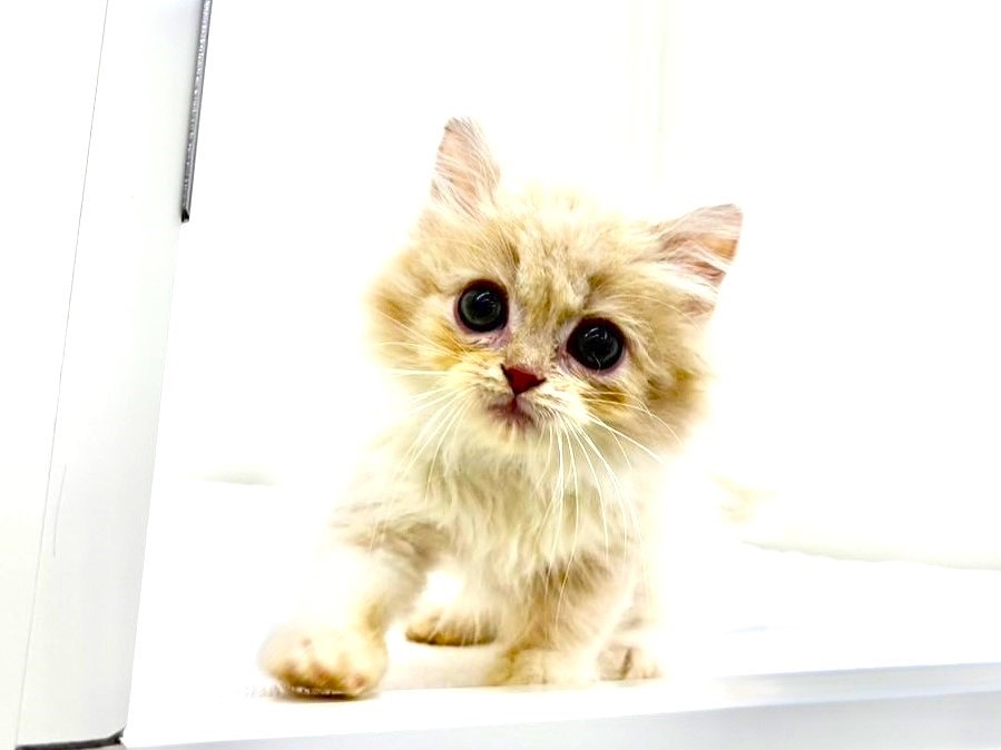 東京都のサイラガ (かねだい本町田店/2025年9月19日生まれ/男の子/クリームホワイト)の子猫の2枚目の画像