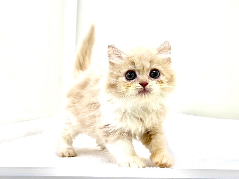 東京都のサイラガ (かねだい本町田店/2025年9月19日生まれ/男の子/クリームホワイト)の子猫の3枚目の画像