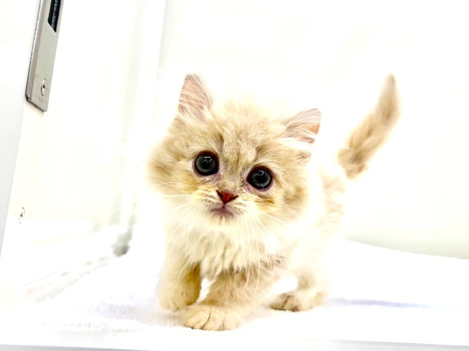 東京都のサイラガ (かねだい本町田店/2025年9月19日生まれ/男の子/クリームホワイト)の子猫の4枚目の画像