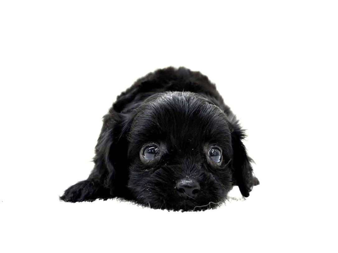 東京都のチワプー/プーチー(チワワ×プードル) (かねだい本町田店/2025年9月20日生まれ/女の子/ブラック)の子犬の1枚目の画像