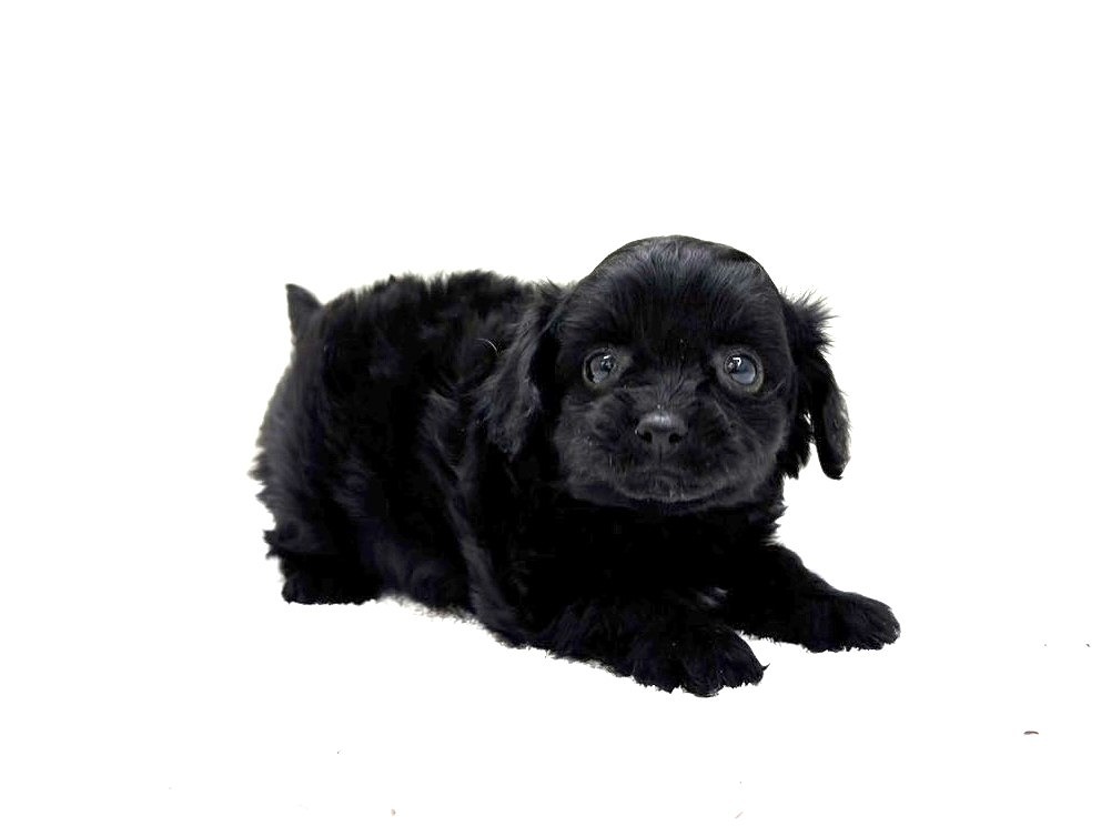 東京都のチワプー/プーチー(チワワ×プードル) (かねだい本町田店/2025年9月20日生まれ/女の子/ブラック)の子犬の2枚目の画像