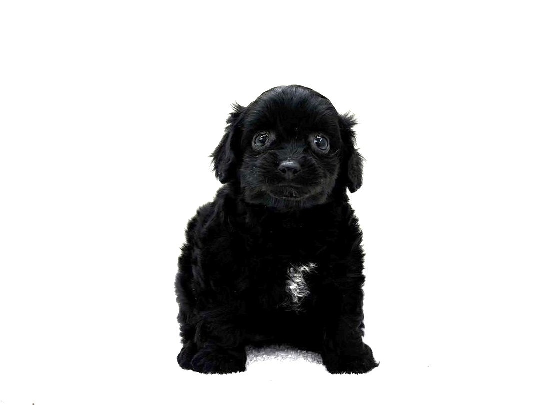 東京都のチワプー/プーチー(チワワ×プードル) (かねだい本町田店/2025年9月20日生まれ/女の子/ブラック)の子犬の3枚目の画像