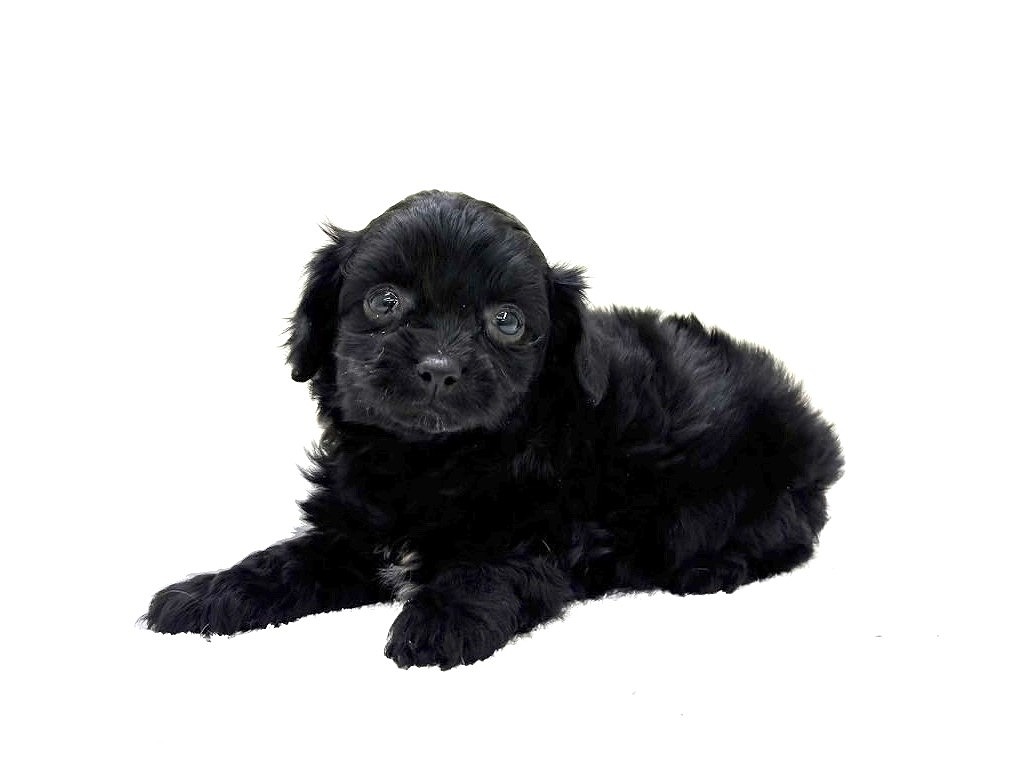 東京都のチワプー/プーチー(チワワ×プードル) (かねだい本町田店/2025年9月20日生まれ/女の子/ブラック)の子犬の4枚目の画像