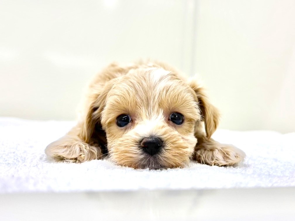 東京都のマルプー(マルチーズ×プードル) (かねだい本町田店/2025年9月17日生まれ/女の子/アプリコットホワイト)の子犬の1枚目の画像