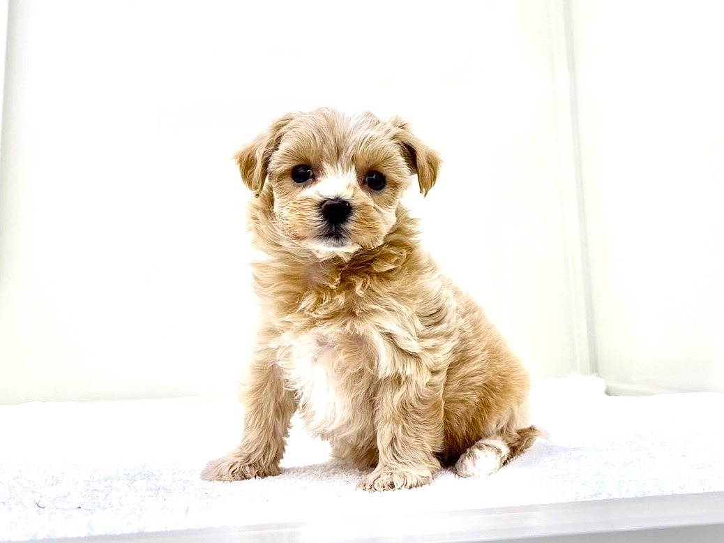 東京都のマルプー(マルチーズ×プードル) (かねだい本町田店/2025年9月17日生まれ/女の子/アプリコットホワイト)の子犬の2枚目の画像