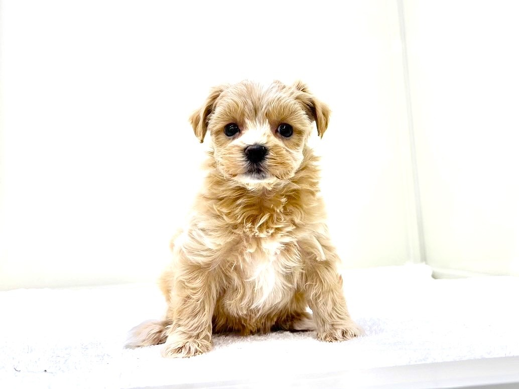 東京都のマルプー(マルチーズ×プードル) (かねだい本町田店/2025年9月17日生まれ/女の子/アプリコットホワイト)の子犬の3枚目の画像