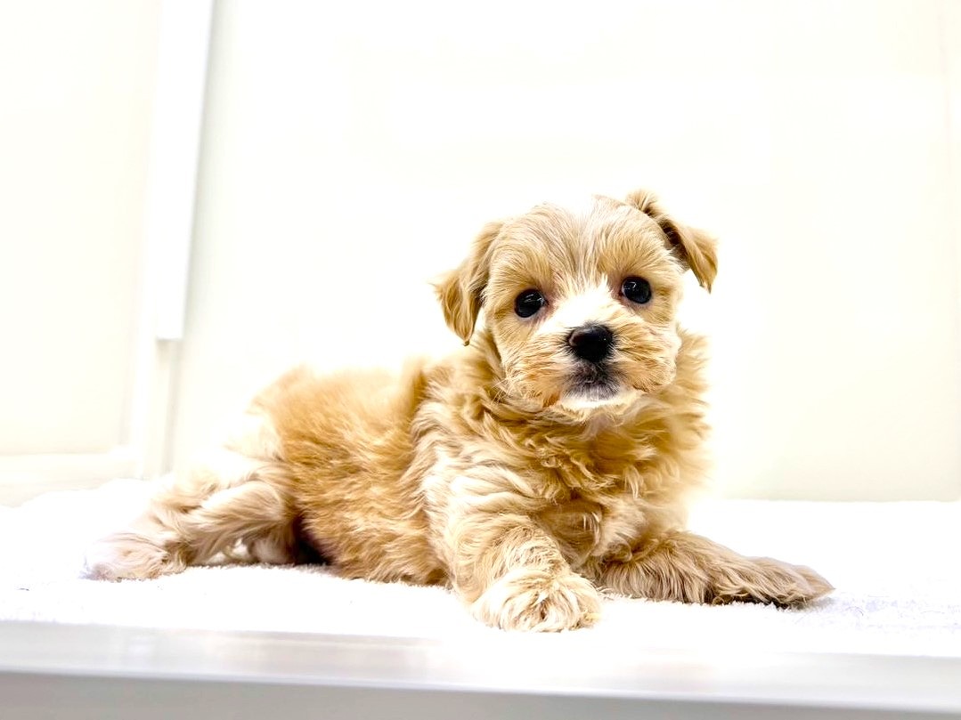 東京都のマルプー(マルチーズ×プードル) (かねだい本町田店/2025年9月17日生まれ/女の子/アプリコットホワイト)の子犬の4枚目の画像