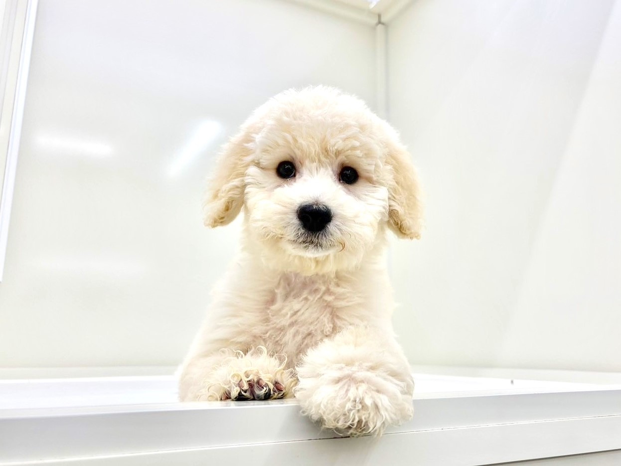 東京都のラブラドゥードル(ラブラドールレトリーバー×プードル) (かねだい本町田店/2025年9月14日生まれ/男の子/クリーム)の子犬の1枚目の画像