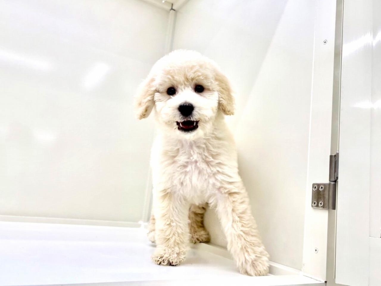 東京都のラブラドゥードル(ラブラドールレトリーバー×プードル) (かねだい本町田店/2025年9月14日生まれ/男の子/クリーム)の子犬の2枚目の画像