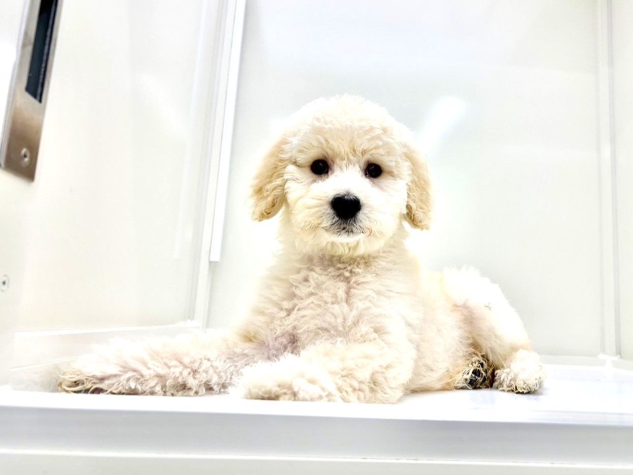 東京都のラブラドゥードル(ラブラドールレトリーバー×プードル) (かねだい本町田店/2025年9月14日生まれ/男の子/クリーム)の子犬の3枚目の画像