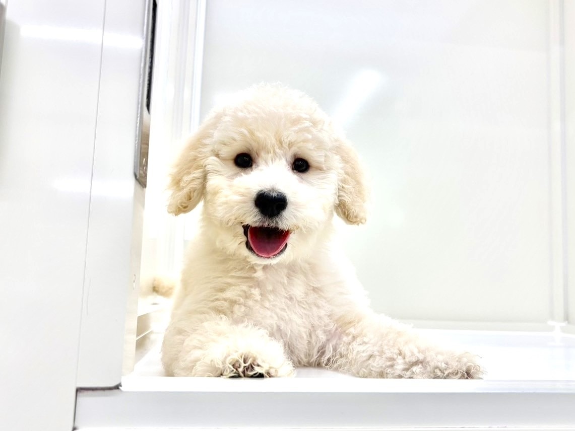 東京都のラブラドゥードル(ラブラドールレトリーバー×プードル) (かねだい本町田店/2025年9月14日生まれ/男の子/クリーム)の子犬の4枚目の画像