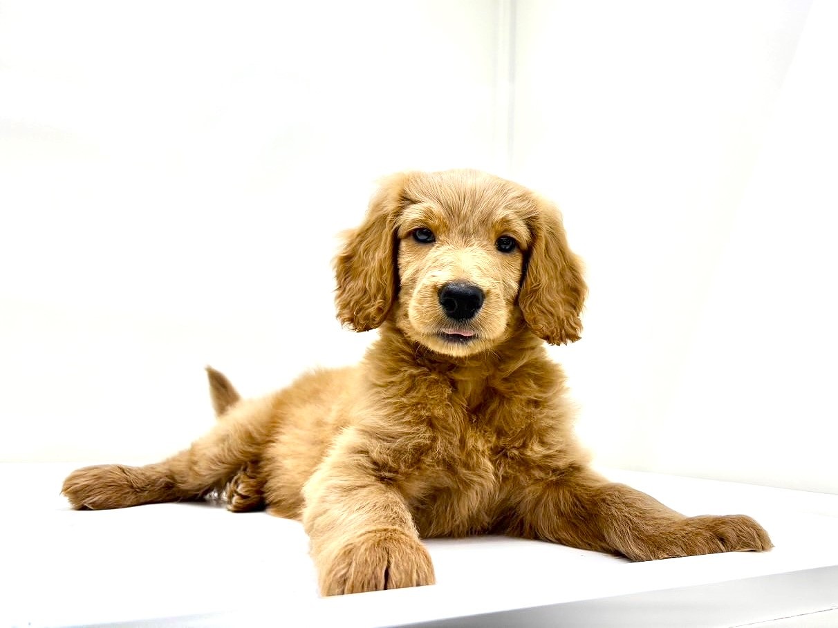 東京都のゴールデンドゥードゥル(ゴールデン×プードル) (かねだい本町田店/2025年9月19日生まれ/男の子/レッド)の子犬の1枚目の画像