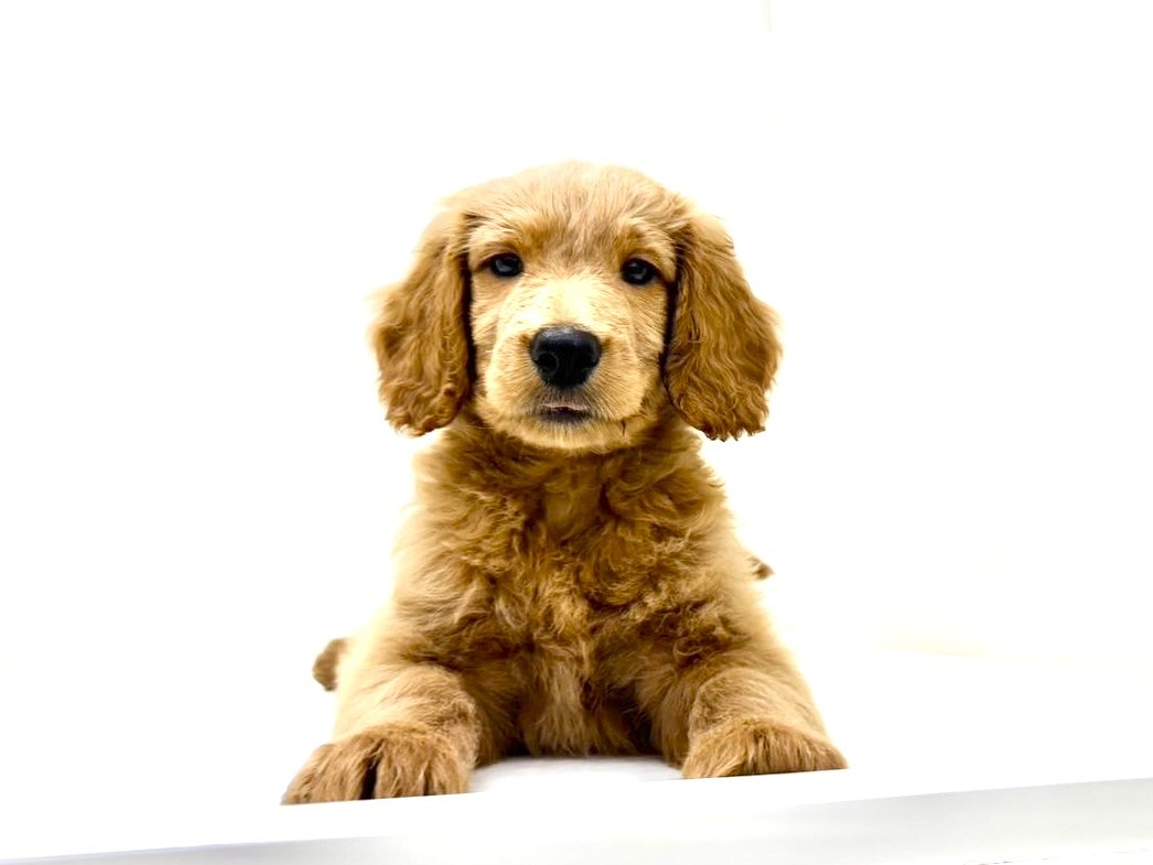 東京都のゴールデンドゥードゥル(ゴールデン×プードル) (かねだい本町田店/2025年9月19日生まれ/男の子/レッド)の子犬の2枚目の画像