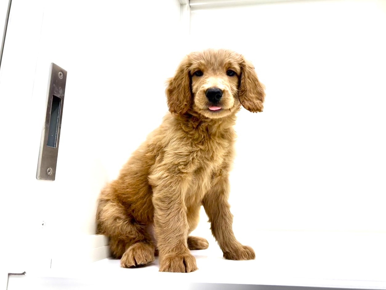 東京都のゴールデンドゥードゥル(ゴールデン×プードル) (かねだい本町田店/2025年9月19日生まれ/男の子/レッド)の子犬の4枚目の画像