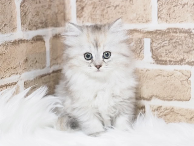 埼玉県のミヌエット (かねだい戸田店/2025年9月19日生まれ/女の子/シルバーパッチドタビー)の子猫