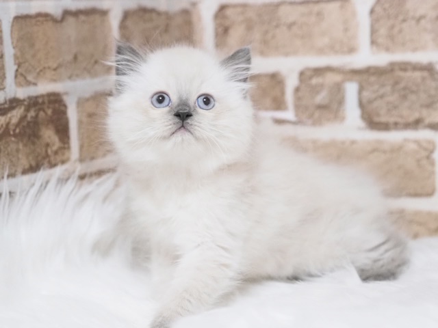 埼玉県のマンチカン (かねだい戸田店/2025年9月18日生まれ/男の子/ブルーポイント)の子猫