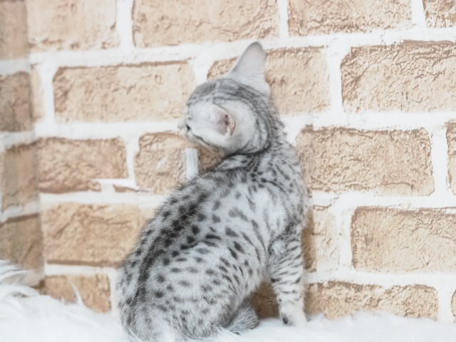 埼玉県のエジプシャンマウ (かねだい戸田店/2025年9月20日生まれ/男の子/シルバー)の子猫の2枚目の画像