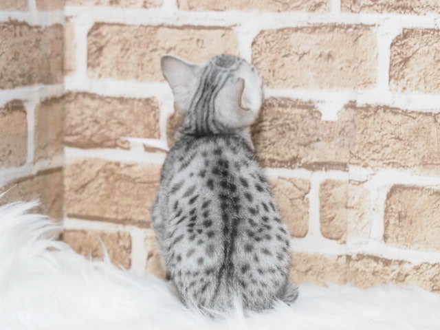 埼玉県のエジプシャンマウ (かねだい戸田店/2025年9月20日生まれ/男の子/シルバー)の子猫の3枚目の画像