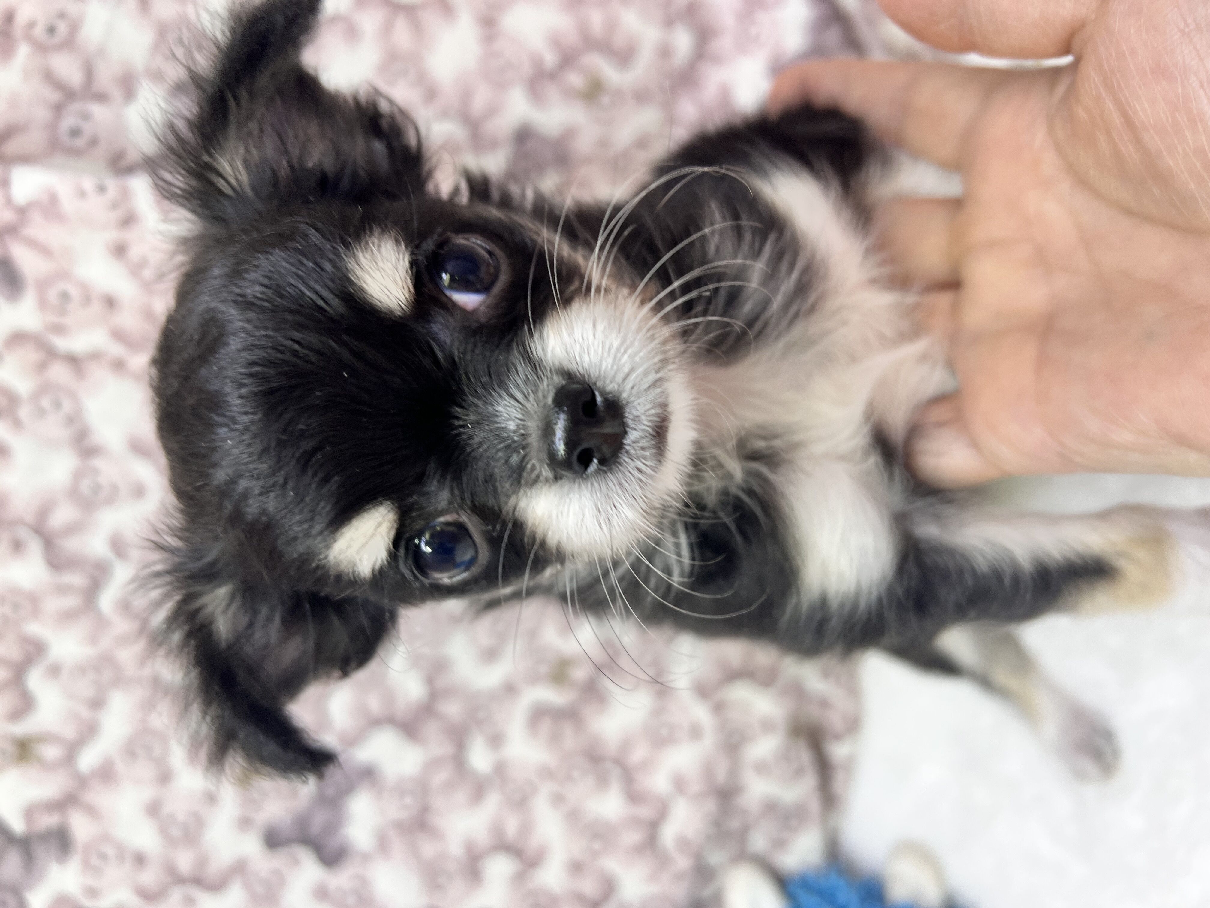 茨城県のチワワ(ロング) (かねだいペットトライアル利根川/2025年9月6日生まれ/男の子/ブラックタンホワイト)の子犬の2枚目の画像