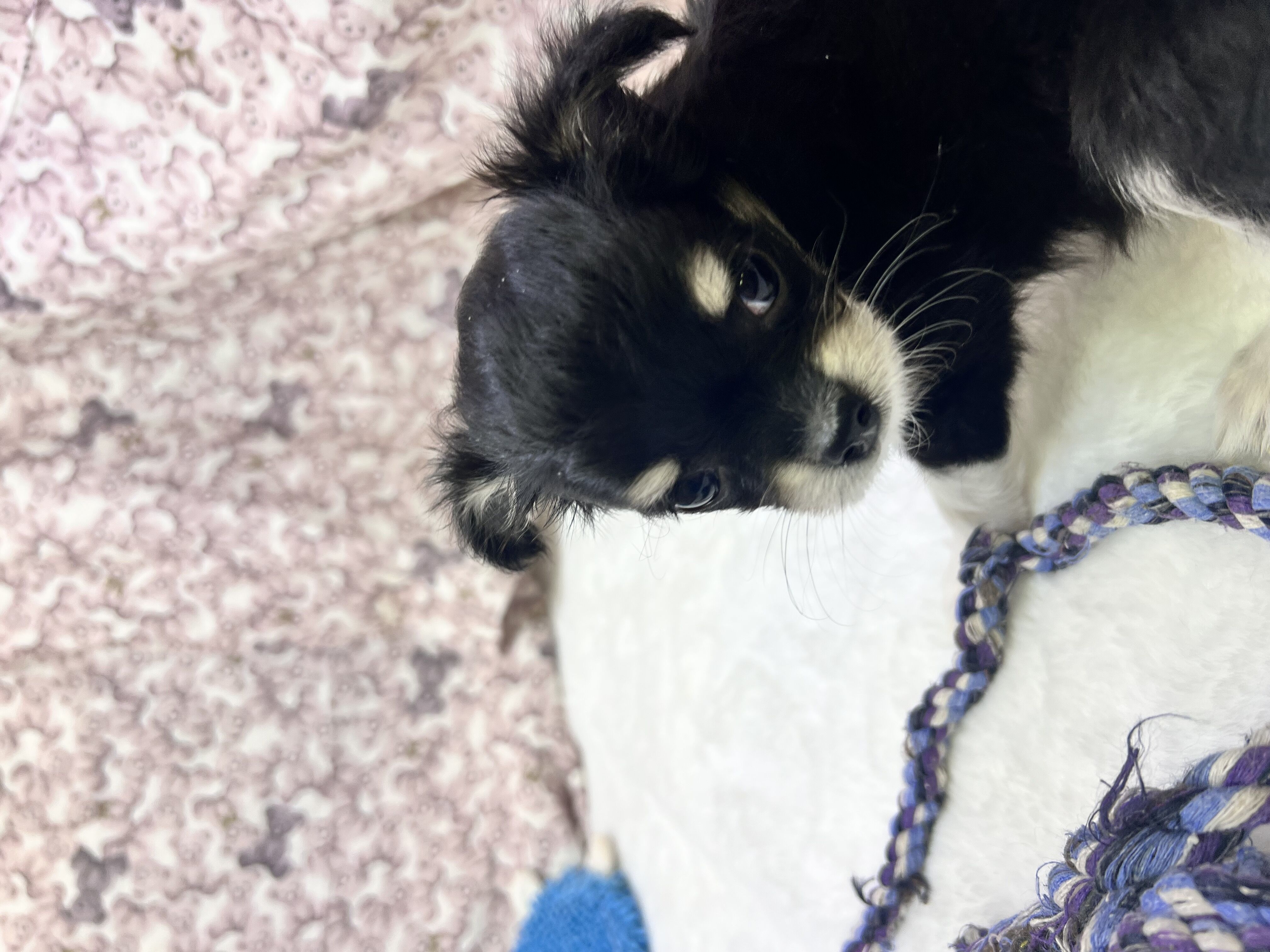 茨城県のチワワ(ロング) (かねだいペットトライアル利根川/2025年9月6日生まれ/男の子/ブラックタンホワイト)の子犬の3枚目の画像