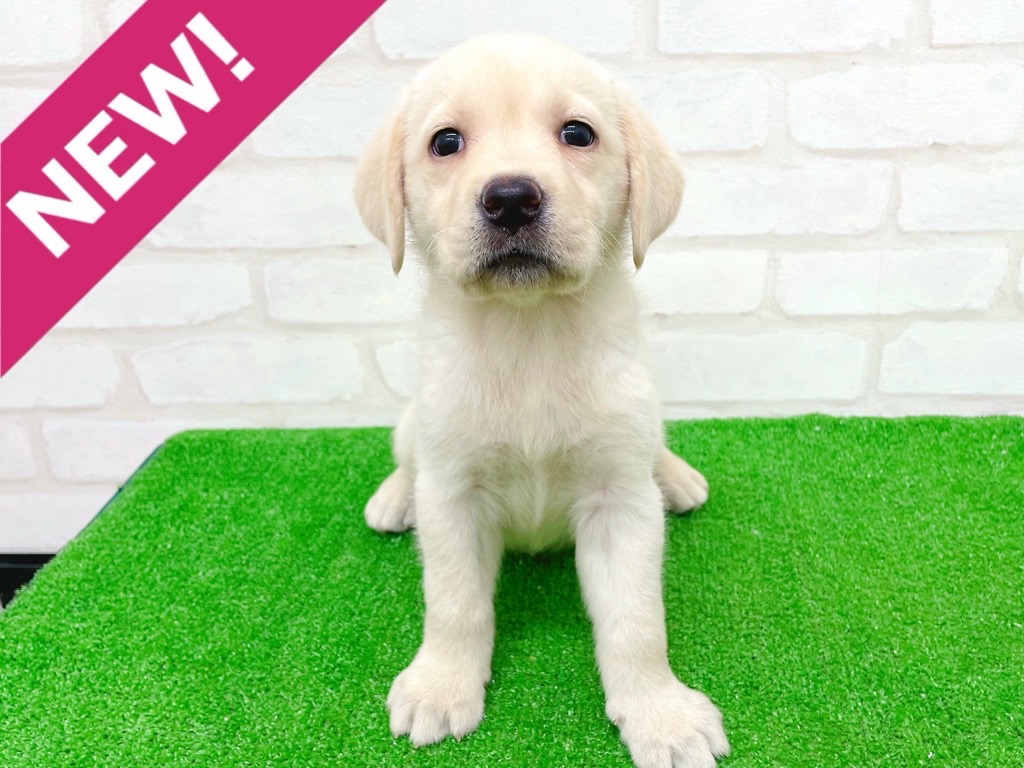 東京都のラブラドールレトリーバー (かねだい立川店/2025年9月18日生まれ/女の子/イエロー)の子犬の1枚目の画像