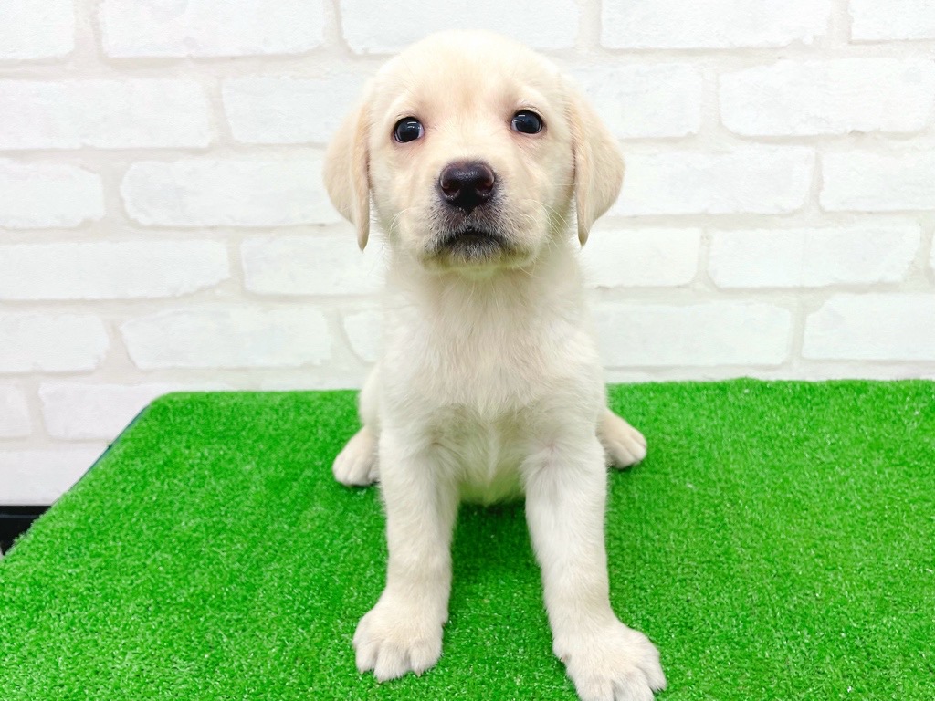 東京都のラブラドールレトリーバー (かねだい立川店/2025年9月18日生まれ/女の子/イエロー)の子犬の2枚目の画像