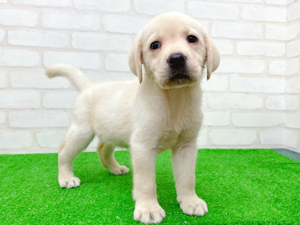 東京都のラブラドールレトリーバー (かねだい立川店/2025年9月18日生まれ/女の子/イエロー)の子犬の3枚目の画像