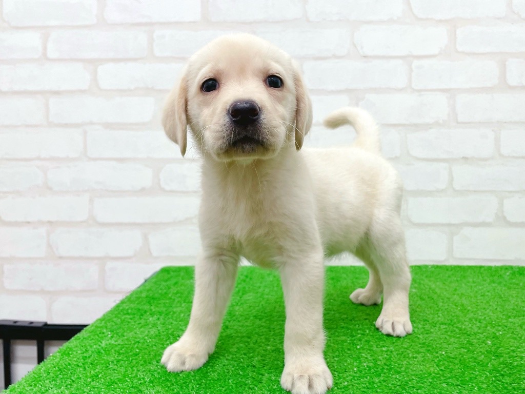 東京都のラブラドールレトリーバー (かねだい立川店/2025年9月18日生まれ/女の子/イエロー)の子犬の4枚目の画像