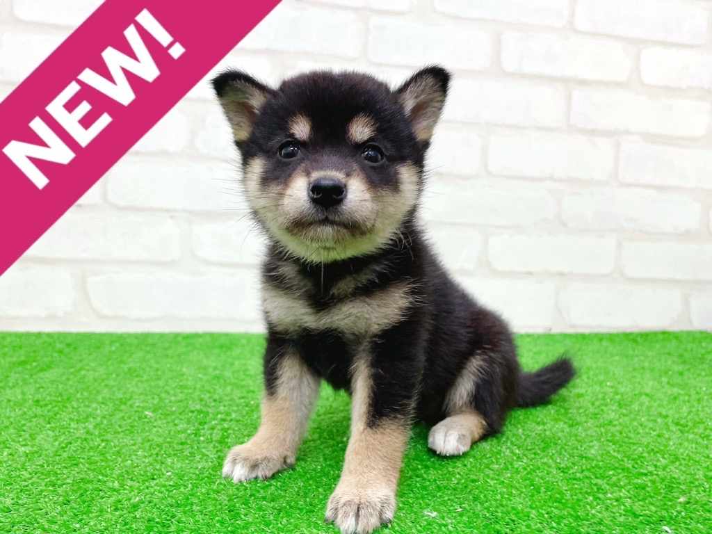 東京都の柴犬(標準サイズ) (かねだい立川店/2025年9月20日生まれ/女の子/黒)の子犬の1枚目の画像