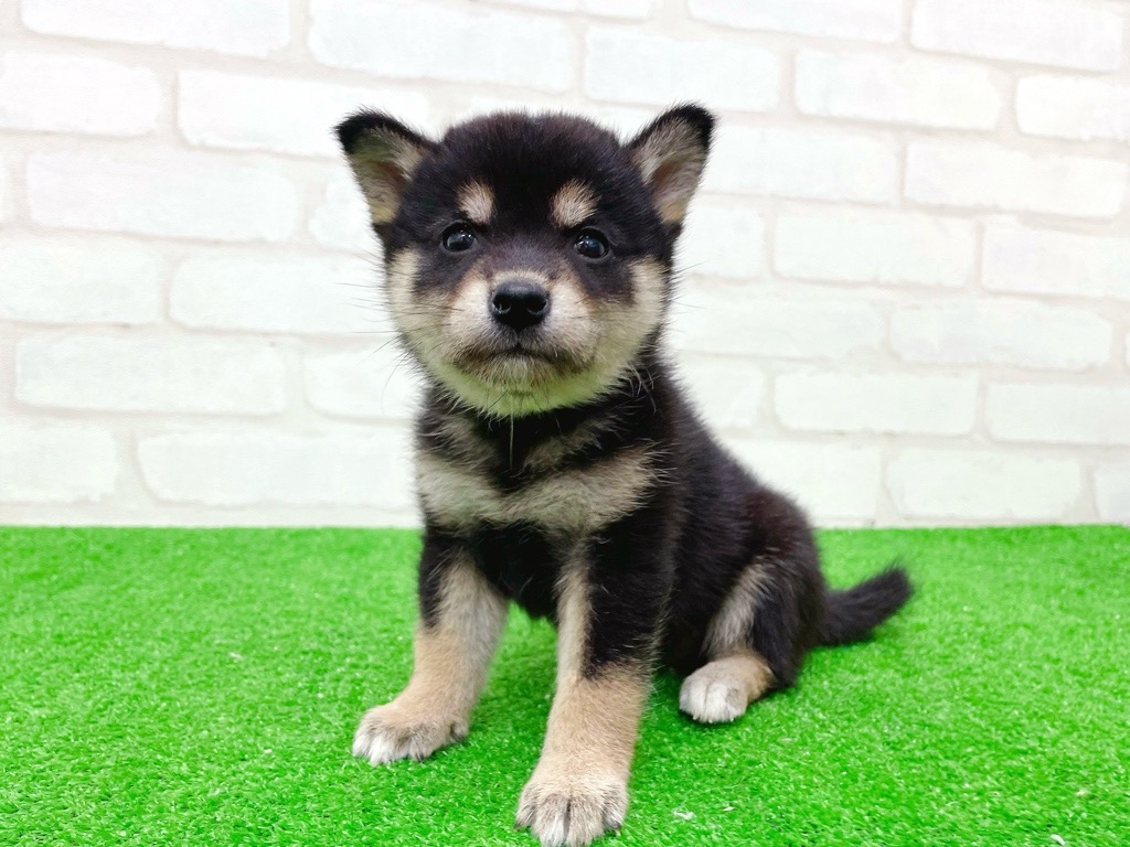 東京都の柴犬(標準サイズ) (かねだい立川店/2025年9月20日生まれ/女の子/黒)の子犬の2枚目の画像