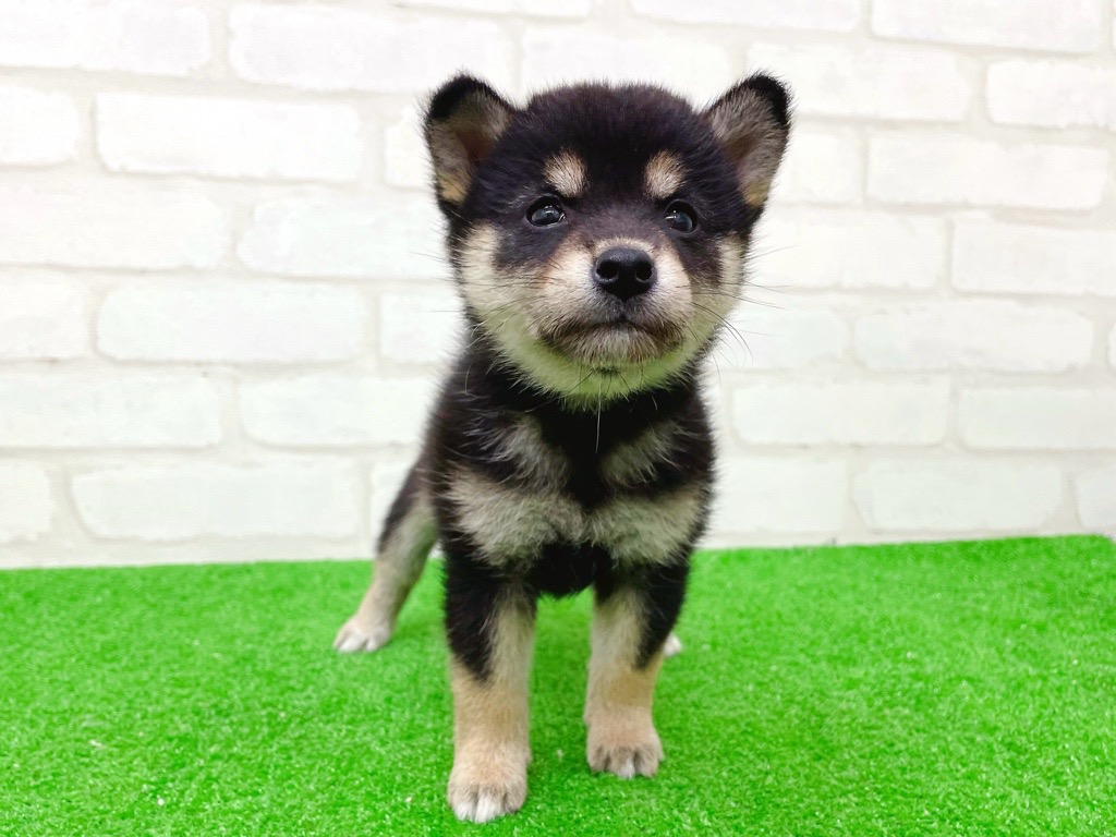 東京都の柴犬(標準サイズ) (かねだい立川店/2025年9月20日生まれ/女の子/黒)の子犬の3枚目の画像