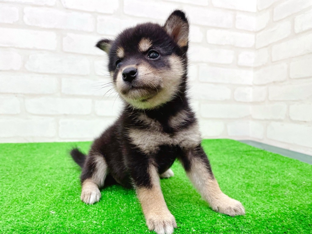 東京都の柴犬(標準サイズ) (かねだい立川店/2025年9月20日生まれ/女の子/黒)の子犬の4枚目の画像