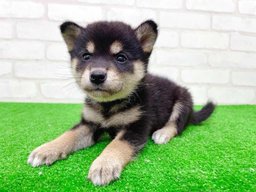 東京都の柴犬(標準サイズ) (かねだい立川店/2025年9月20日生まれ/女の子/黒)の子犬の4枚目の画像